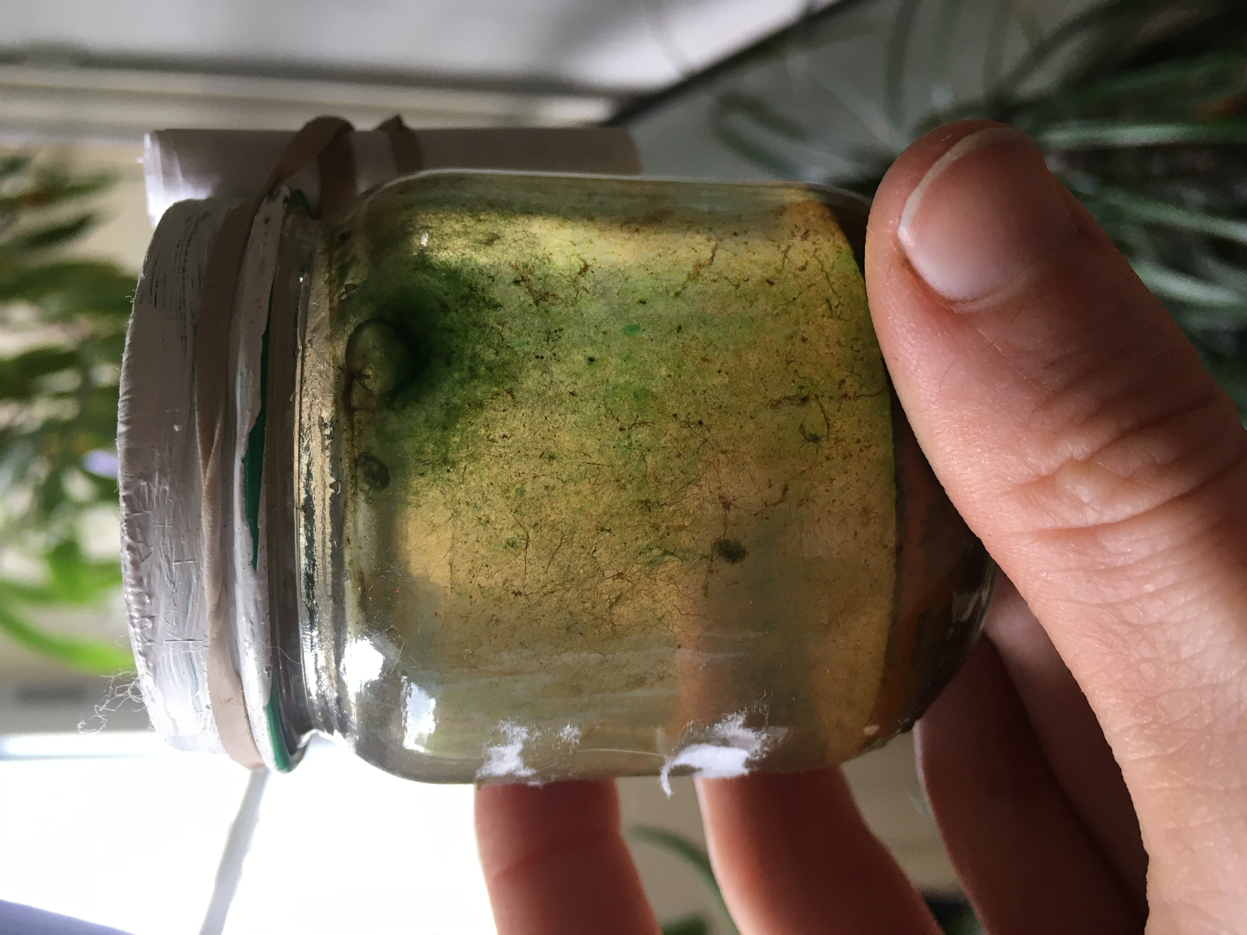 A hand holds a small jam jar with a white lid, full of water and a mist of green algae on the inside of the jar. 